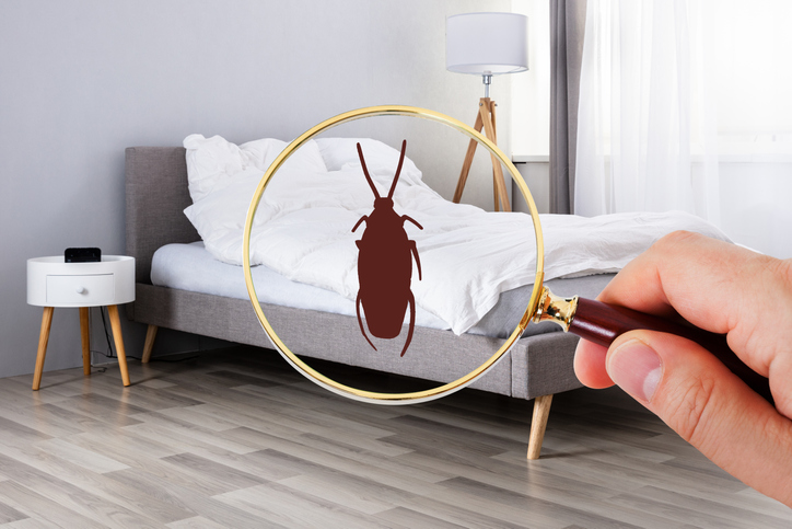 How To Identify Pest Activity In Your Home Lethal Pest Solutions